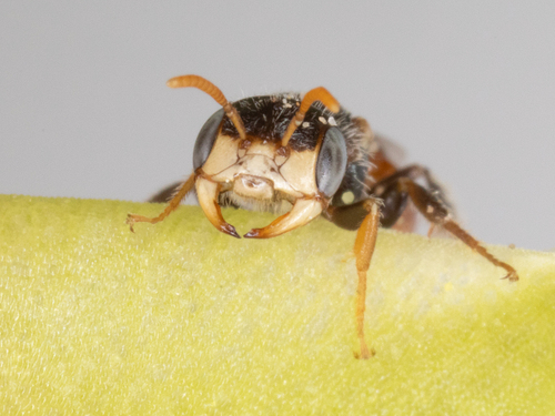 Macrotera lobata