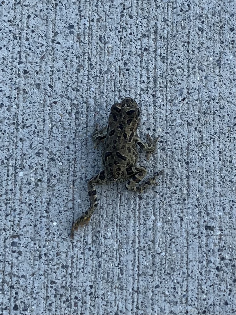 Western Toad from Two Rivers Park, Fillmore, CA, US on May 08, 2023 at ...