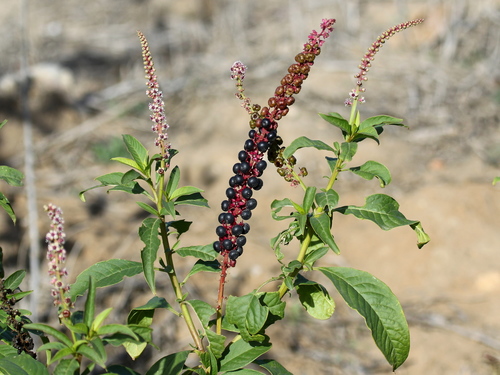 Tropical Pokeweed
