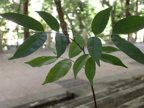 Genus Lysidice · iNaturalist