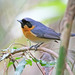 Spectacled Monarch - Photo (c) Lorraine Harris, all rights reserved, uploaded by Lorraine Harris