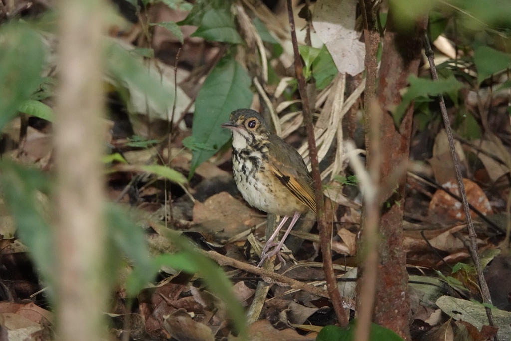 Alta Floresta Antpitta (Hylopezus whittakeri) photo
