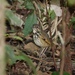 Alta Floresta Antpitta - Photo (c) rdwilcox51, all rights reserved, uploaded by rdwilcox51