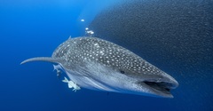 Whale shark