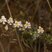Schizanthus tricolor - Photo 由 Patrich Cerpa 所上傳的 (c) Patrich Cerpa，保留所有權利