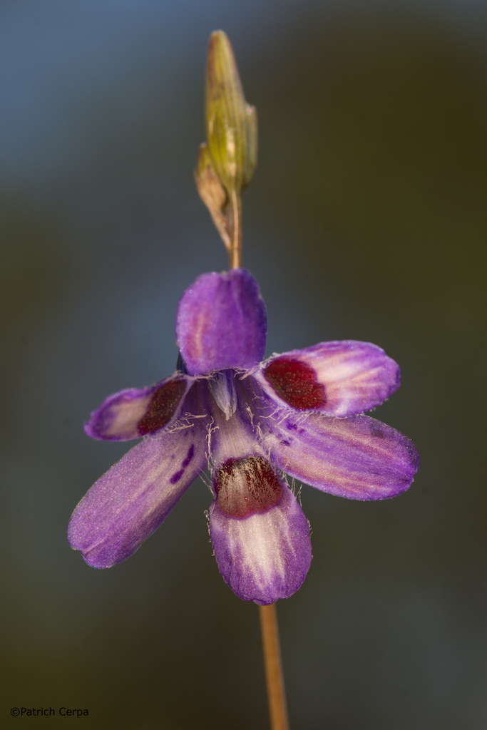 Conanthera