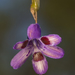 Conanthera trimaculata - Photo (c) Patrich Cerpa, todos los derechos reservados, uploaded by Patrich Cerpa