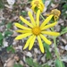 Senecio lopezii - Photo (c) Dinesh Patel, all rights reserved, uploaded by Dinesh Patel