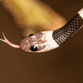 Scarce Bridal Snake - Photo (c) Nisha BG, all rights reserved, uploaded by Nisha BG