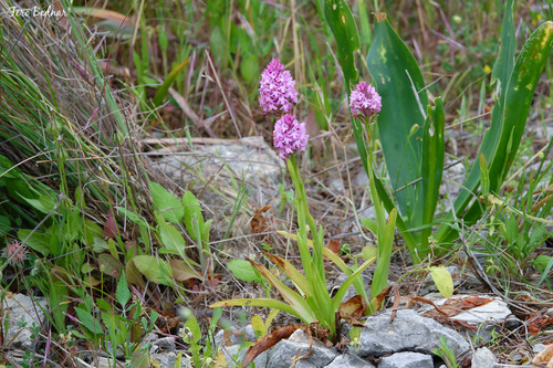 Anacamptis pyramidalis