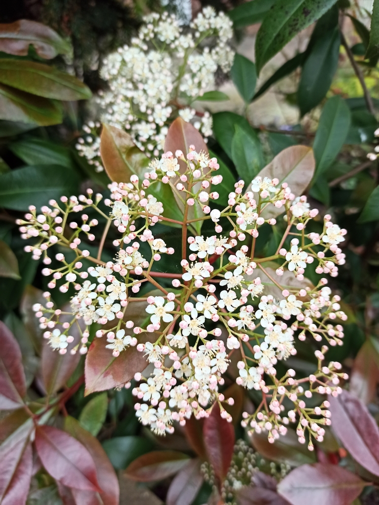 Sweet viburnum in May 2023 by Nica. does not have polyamine/fishy odor