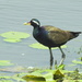 Shorebirds and Allies - Photo (c) Rajib Maulick, all rights reserved, uploaded by Rajib Maulick