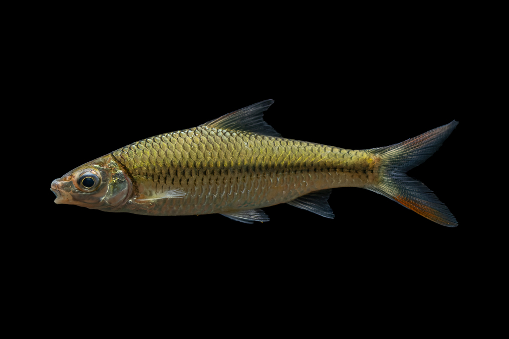 Poropuntius genyognathus from ตำบล เหมาะ อำเภอ กะปง พังงา 82170 ประเทศ