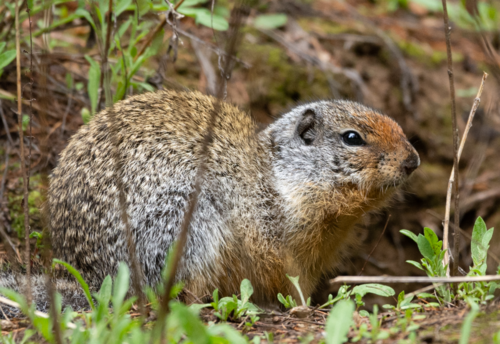 Columbian ground squirrel