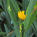 Sonchus maritimus - Photo (c) Carlos De Barros Araujo, todos los derechos reservados, subido por Carlos De Barros Araujo