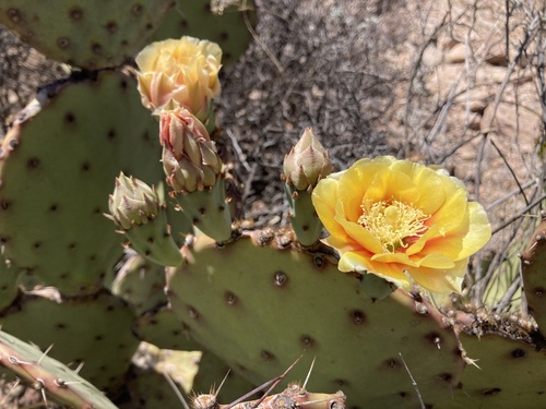Tulip Pricklypear