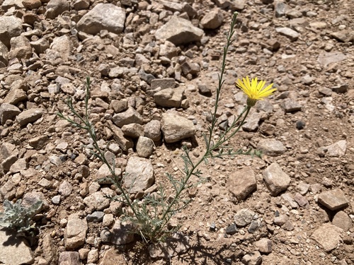 Cut-leaf Ironplant