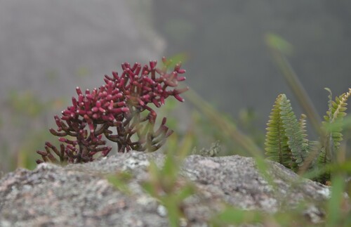 Hatiora cylindrica · iNaturalist Mexico