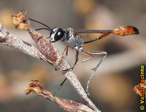 Ammophila laevicollis