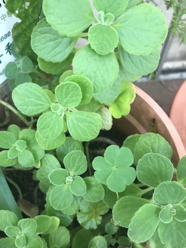 Plectranthus socotranus · iNaturalist