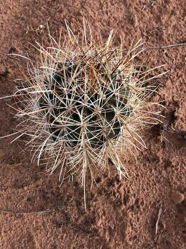 Smallflower Fishhook Cactus