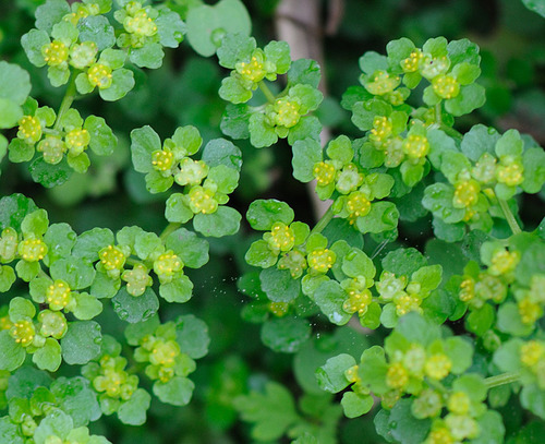 Opposite-leaved Golden-saxifrage