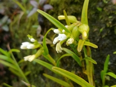 Epidendrum fimbriatum image