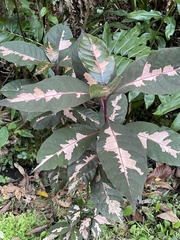 Graptophyllum pictum image