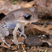 Chapa Spadefoot Toad - Photo (c) Jono Dashper, all rights reserved