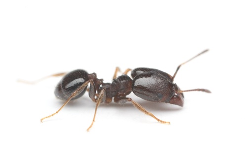 Pheidole diversipilosaPheidole diversipilosa