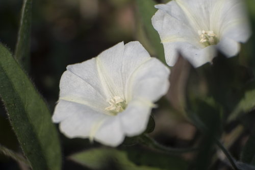 Aniseia martinicensis (Aniseia martinicensis)