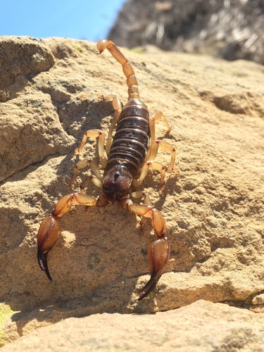 California Swollenstinger Scorpion