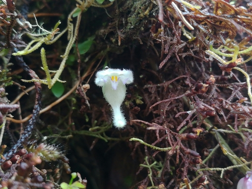 Utricularia jamesoniana image
