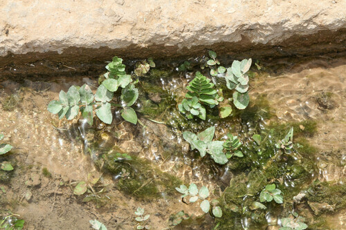 Fool's Watercress