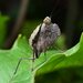 Astyliasula basinigra - Photo (c) jiangyou, όλα τα δικαιώματα διατηρούνται, uploaded by jiangyou