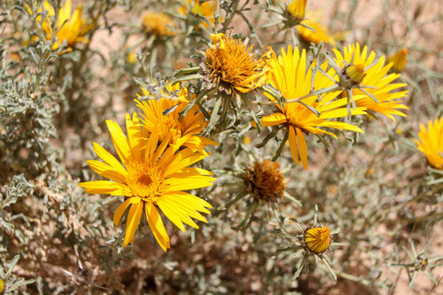 Anvillea garcinii radiata