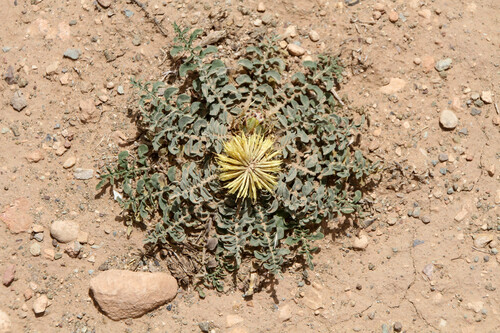 Centaurea oranensis