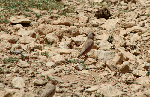 Trumpeter Finch
