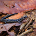 Louisiana Slimy Salamander - Photo (c) Brad Moon, all rights reserved, uploaded by Brad Moon