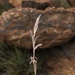Aloe bergeriana - Photo (c) Carel Fourie, todos los derechos reservados, subido por Carel Fourie