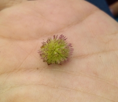 Image of Trifolium microcephalum