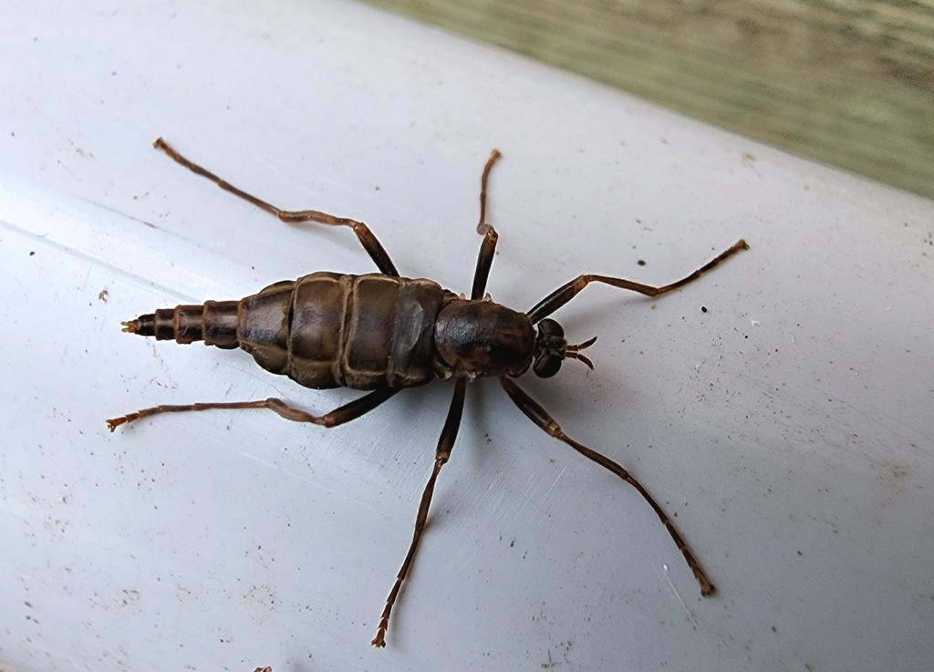 Australian Wingless Soldier Fly From Cranbourne South Vic 3977