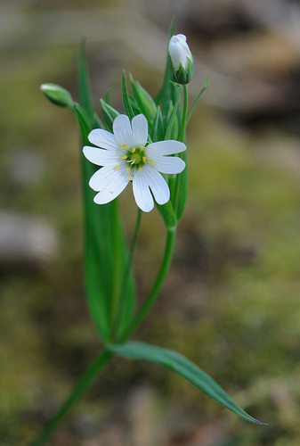 Krūmokšninė žliūgė nuotrauka