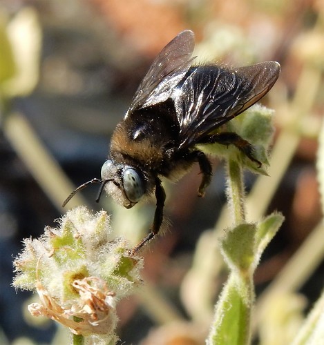 Horse-fly Carpenter Bee