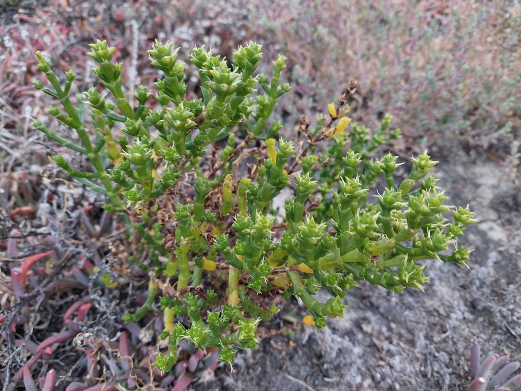 Desert Glasswort from Murray-Sunset VIC 3490, Australia on May 9, 2023 ...