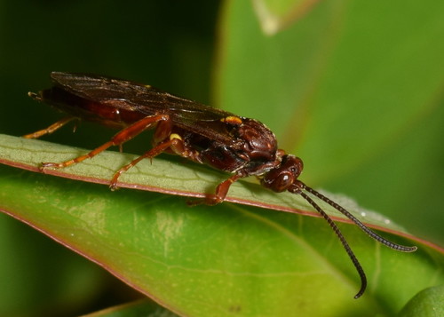 Aucklandella