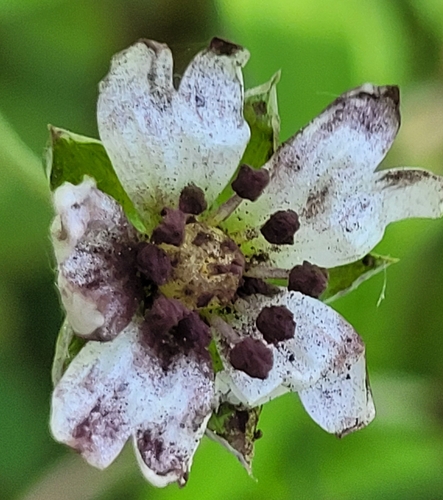 Chickweed Anther Smut