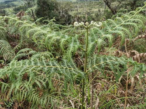 South Asian bracken