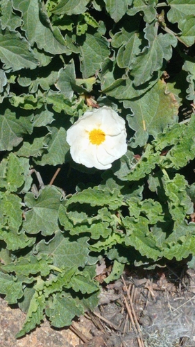 Avistamiento Cistus populifolius
