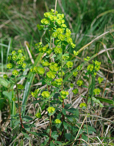 Euphorbia amygdaloides ssp. amygdaloides